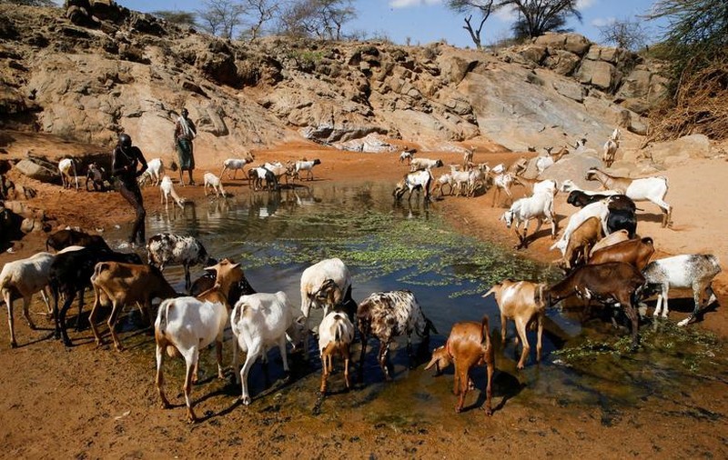 Hạn hán tại Kenya đẩy người dân vào nạn đói nghiêm trọng - Ảnh 8.