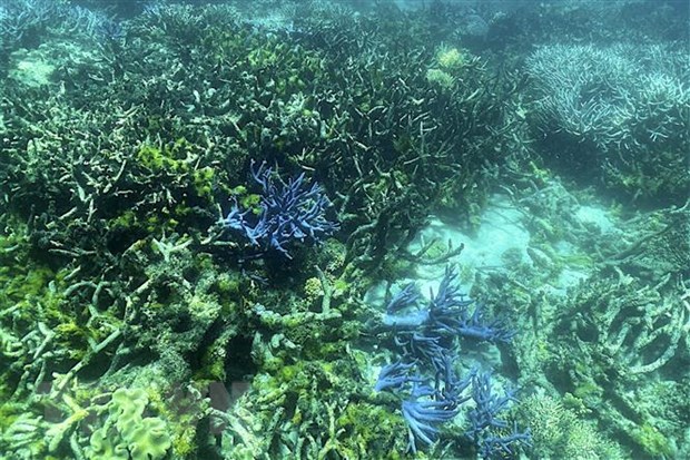 Australia giúp rạn san hô Great Barrier thích ứng môi trường - Ảnh 1.