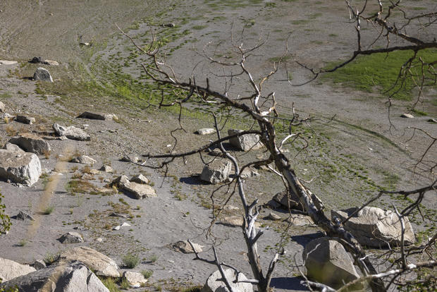 Cây dương xỉ động đất chết khô ở hồ Grant, California (ảnh: David McNew/Getty Images)