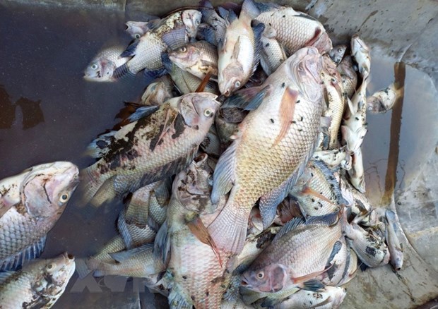 Cá chết hàng loạt gây ô nhiễm môi trường tại hồ Nước Chè - Ảnh 1.