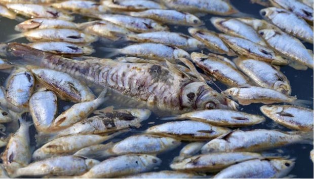 Australia ứng phó khẩn cấp tình trạng cá chết trên sông Darling - Ảnh 1.