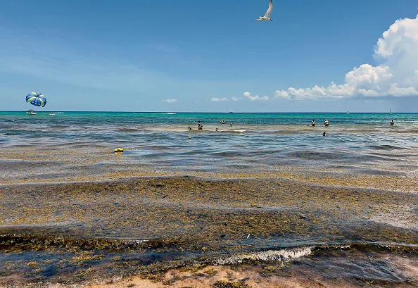 Khối tảo biển khổng lồ đe dọa Vịnh Mexico (Mỹ) - Ảnh 1.
