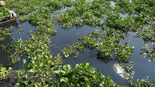 Nước sông Vàm Cỏ Đông chuyển màu đen, bốc mùi hôi thối - Ảnh 1.