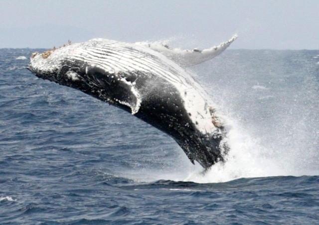 Phát hiện cá voi xanh đang nuốt 10 triệu mảnh vi nhựa mỗi ngày - Ảnh 1.