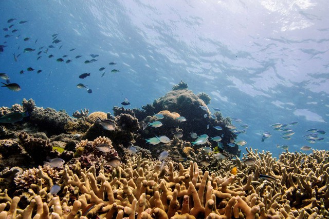 Thử thành công đóng băng san hô của Great Barrier Reef - Ảnh 1.