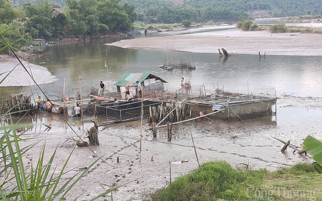 Nghệ An: Hồ thủy điện cạn nước, hơn 370kg cá lồng mất trắng - Ảnh 1.