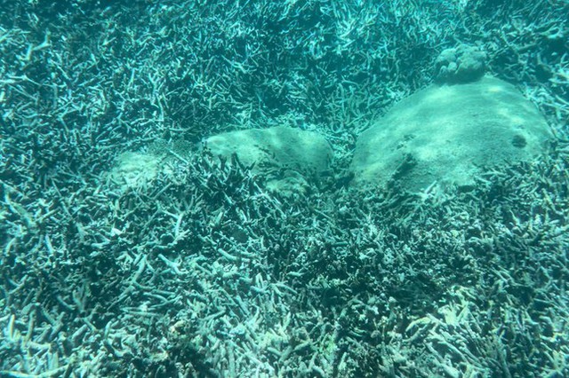 Hàng loạt rặng san hô bị &quot;tẩy trắng&quot; ở vịnh Nha Trang - Ảnh 2.