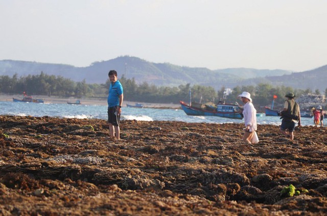 UBND tỉnh Phú Yên tiến hành kiểm tra việc xâm hại san hô Hòn Yến - Ảnh 1.