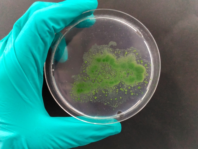 Nghiên cứu dùng tảo hạt hoạt tính xử lý nước thải hiệu quả - Ảnh 1.