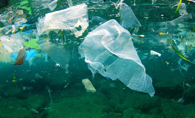 WB Việt Nam cảnh báo ô nhiễm biển do rác thải nhựa - Ảnh 1.