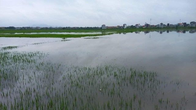 Hà Nam khẩn trương cứu hơn 2.600 ha lúa và hoa màu ngập úng - Ảnh 1.