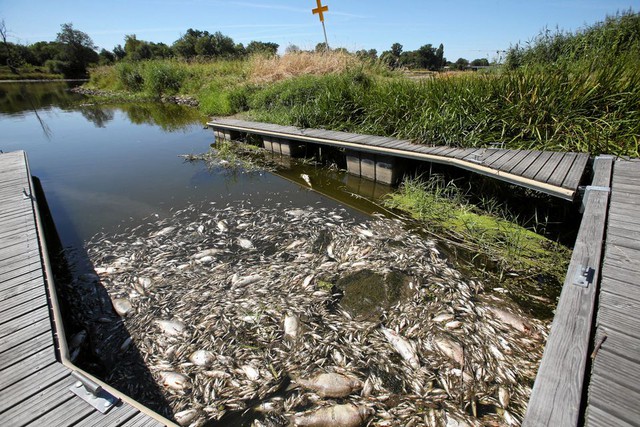 Đức và Ba Lan tìm kiếm nguyên nhân cá chết hàng loạt ở sông Oder - Ảnh 1.