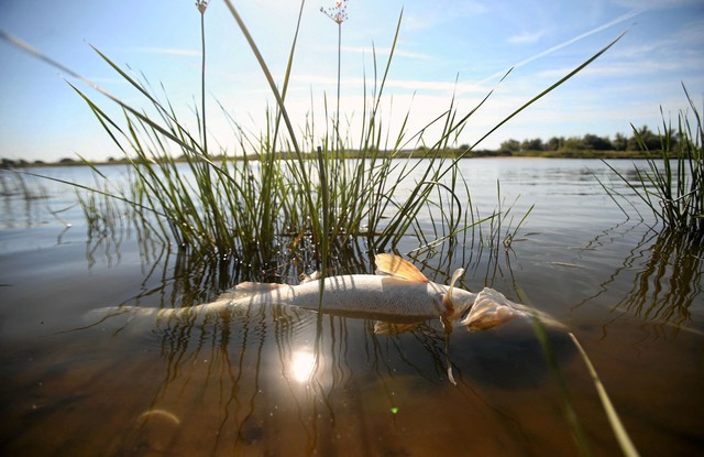 Đức và Ba Lan tìm kiếm nguyên nhân cá chết hàng loạt ở sông Oder - Ảnh 2.