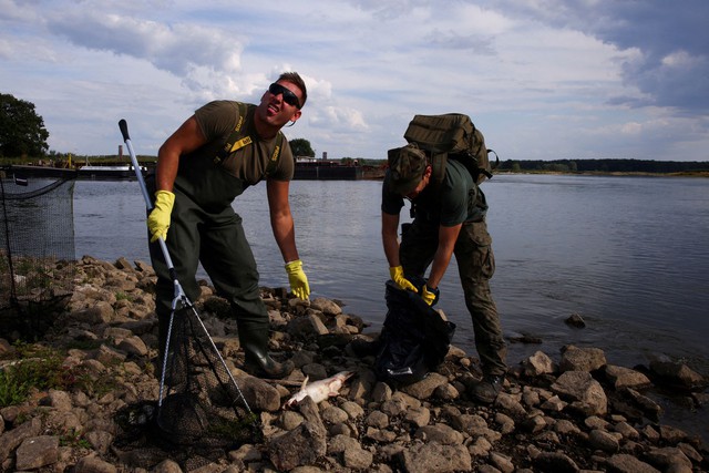 Đức và Ba Lan tìm kiếm nguyên nhân cá chết hàng loạt ở sông Oder - Ảnh 3.