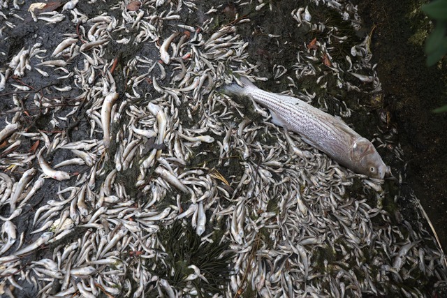 Tảo độc nở hoa khiến cá chết hàng loạt ở Mỹ - Ảnh 1.