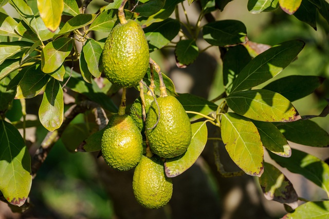 Nước, lợi ích kinh tế hay bình đẳng sau mỗi quả bơ Chile - Ảnh 1.
