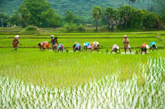 Ấn Độ và bài toán xuất khẩu 'nước ảo' - Ảnh 2.