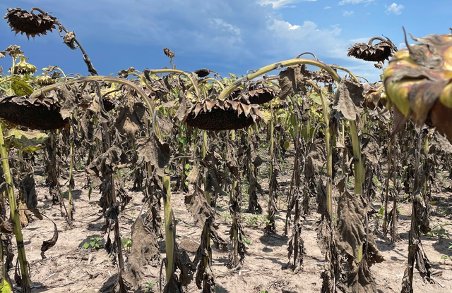 Hạn hán ở Argentina ảnh hưởng đến nông dân và gây thiệt hại hảng tỷ USD - Ảnh 2.