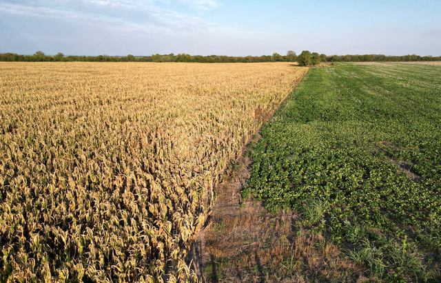 Hạn hán ở Argentina ảnh hưởng đến nông dân và gây thiệt hại hảng tỷ USD - Ảnh 1.