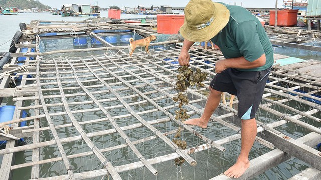 Nghi ngờ thủy sản Kiên Giang chết hàng loạt do ô nhiễm nguồn nước - Ảnh 1.