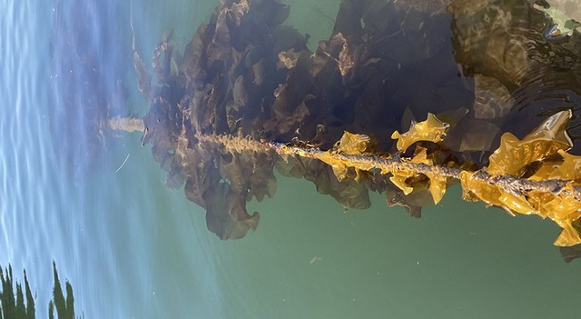 Tảo bẹ có khả năng giúp giảm ô nhiễm vùng ven biển - Ảnh 1.