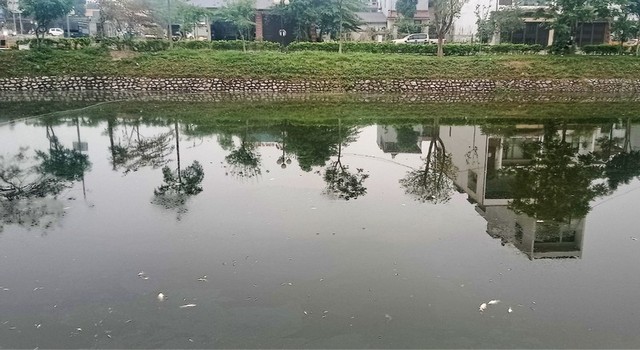 Cá chết hàng loạt gây ô nhiễm hồ Xương Rồng ở Thái Nguyên - Ảnh 1.