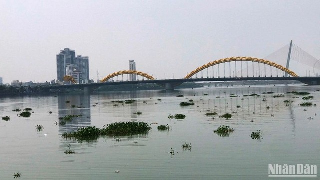 Lục bình tấp kín gây ô nhiễm mặt nước sông Hàn, Đà Nẵng - Ảnh 1.