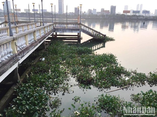 Lục bình tấp kín gây ô nhiễm mặt nước sông Hàn, Đà Nẵng - Ảnh 2.