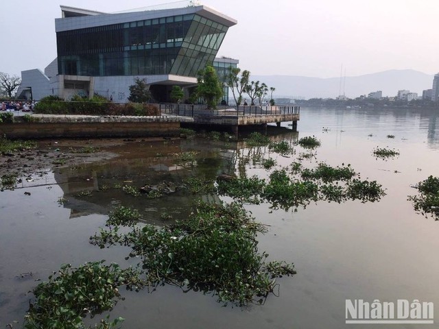 Lục bình tấp kín gây ô nhiễm mặt nước sông Hàn, Đà Nẵng - Ảnh 3.