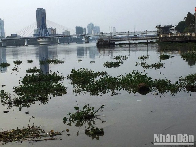 Lục bình tấp kín gây ô nhiễm mặt nước sông Hàn, Đà Nẵng - Ảnh 6.