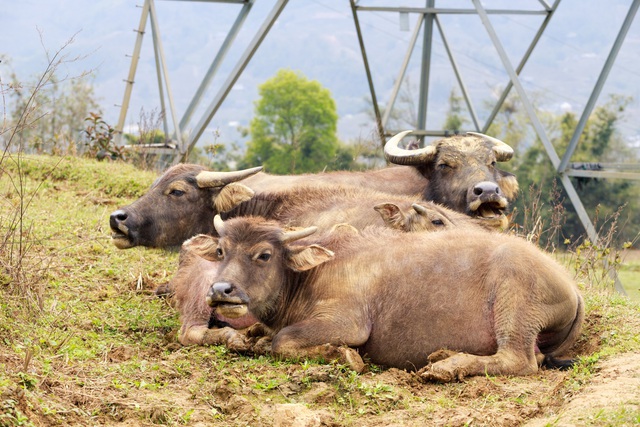 Việt Nam tìm cách tăng tỷ lệ xử lý chất thải chăn nuôi - Ảnh 3.