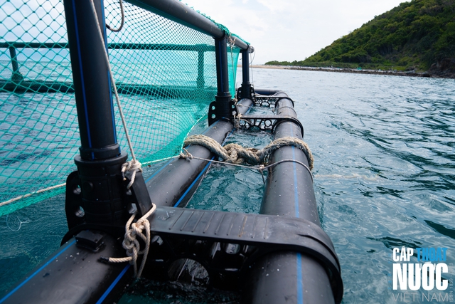 DEKKO đồng hành phát triển nuôi biển bền vững tại Việt Nam - Ảnh 2.