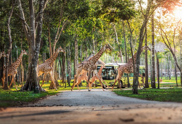 Những “hành khách” đặc biệt, bay chuyên cơ tới Safari giữ “kỷ lục kép” của Vinpearl giờ ra sao? - Ảnh 1.