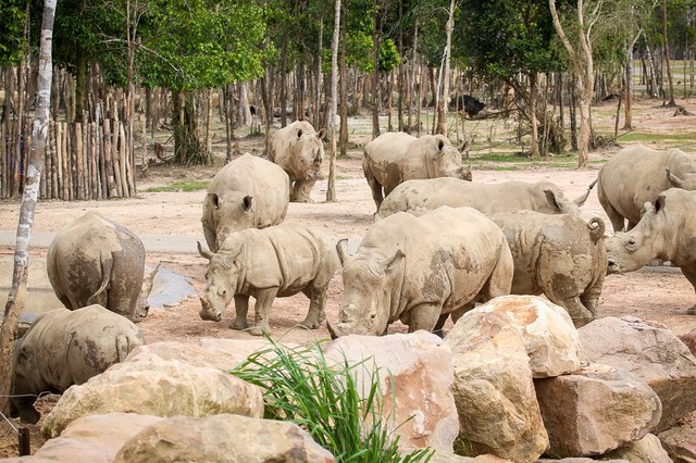 Những “hành khách” đặc biệt, bay chuyên cơ tới Safari giữ “kỷ lục kép” của Vinpearl giờ ra sao? - Ảnh 3.