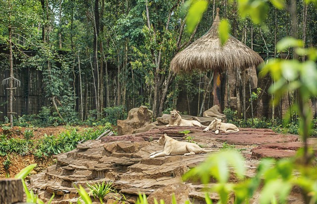 Những “hành khách” đặc biệt, bay chuyên cơ tới Safari giữ “kỷ lục kép” của Vinpearl giờ ra sao? - Ảnh 4.