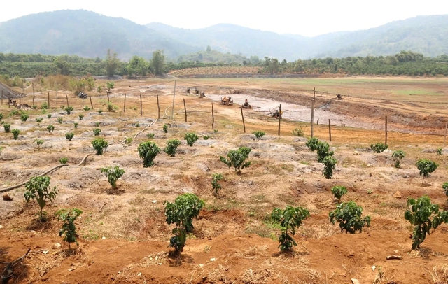 Cà phê, hồ tiêu “khát nước” giữa mùa khô Tây Nguyên- Ảnh 3.