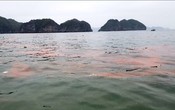 Vịnh Lan Hạ (Hải Phòng) nhiều rác thải, nước chuyển màu đỏ cam