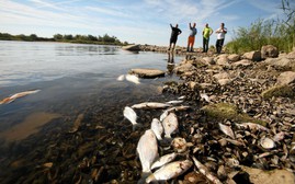 Đức, Ba Lan tìm nguyên nhân cá sông Oder chết hàng loạt