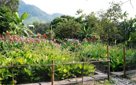 Xử lý nước thải sinh hoạt bằng công nghệ sinh thái, tạo cảnh quan xanh