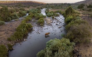 Israel hợp tác với Jordan khôi phục hệ sinh thái sông Jordan