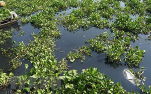 Nước sông Vàm Cỏ Đông chuyển màu đen, bốc mùi hôi thối