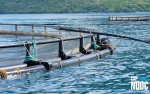 DEKKO đồng hành phát triển nuôi biển bền vững tại Việt Nam