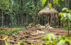Những “hành khách” nặng hàng tấn, bay chuyên cơ tới Safari lớn nhất Việt Nam giờ ra sao?