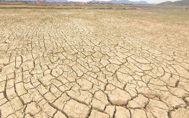 Nam Trung Bộ phải dừng sản xuất gần 1.500 ha lúa do thiếu nước