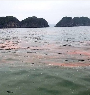 Vịnh Lan Hạ (Hải Phòng) nhiều rác thải, nước chuyển màu đỏ cam