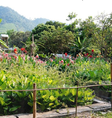 Xử lý nước thải sinh hoạt bằng công nghệ sinh thái, tạo cảnh quan xanh