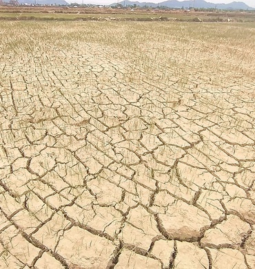 Nam Trung Bộ phải dừng sản xuất gần 1.500 ha lúa do thiếu nước