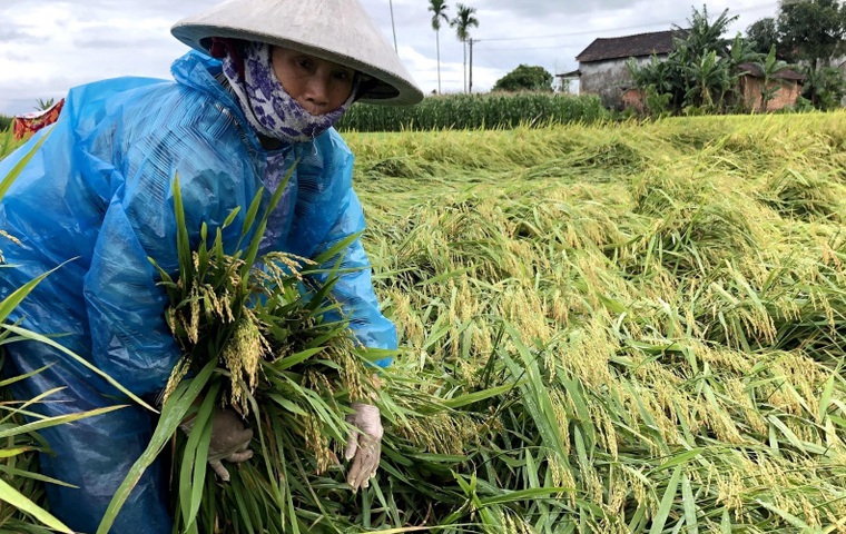 Nông dân dựng lúa, bó thành chùm để khỏi nảy mầm trên bông lúa tại Quảng Ngãi. Ảnh: Lê Ngọc Phước/TTXVN