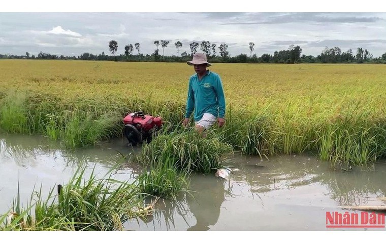 Người dân đặt máy bơm để bơm nước cứu lúa