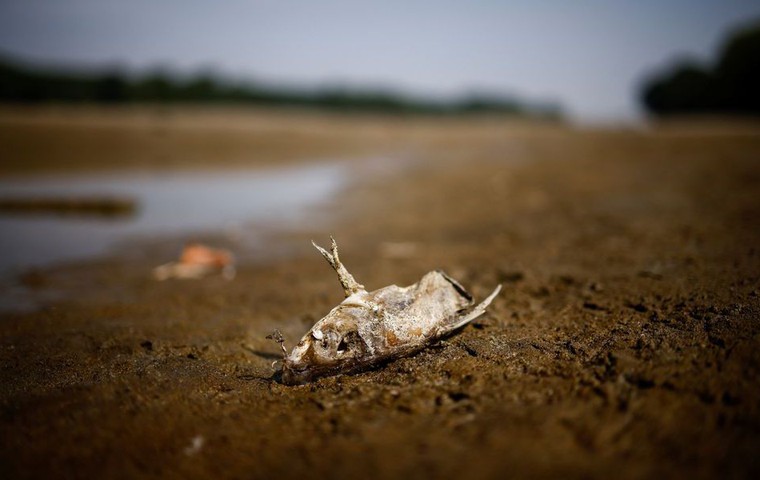 Cá chết nằm dưới đáy sông Pô cạn khô  trong 780 năm qua ở  vùng Malcantone, gần Ferrara, phía Bắc Italia. Ảnh chụp ngày 236/2022 của Reuters/Guglielmo Mangiapane
